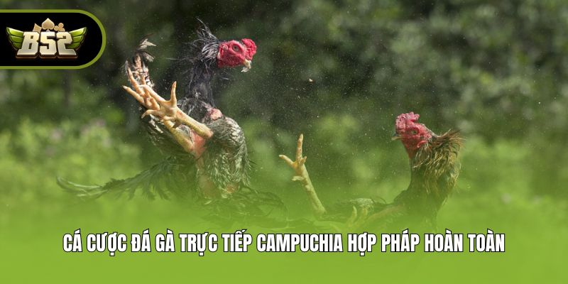 Cá cược đá gà trực tiếp Campuchia hợp pháp hoàn toàn