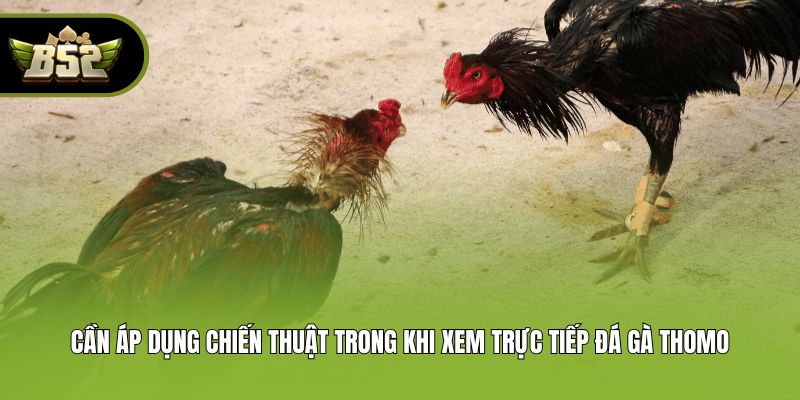 Cần áp dụng chiến thuật trong khi xem trực tiếp đá gà Thomo
