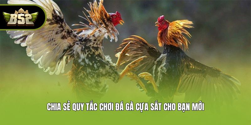 Chia sẻ quy tắc chơi đá gà cựa sắt cho bạn mới