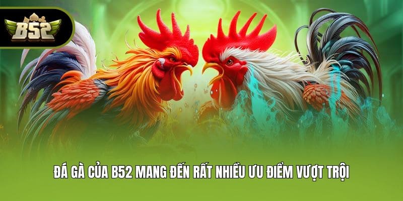 Đá gà của B52 mang đến rất nhiều ưu điểm vượt trội