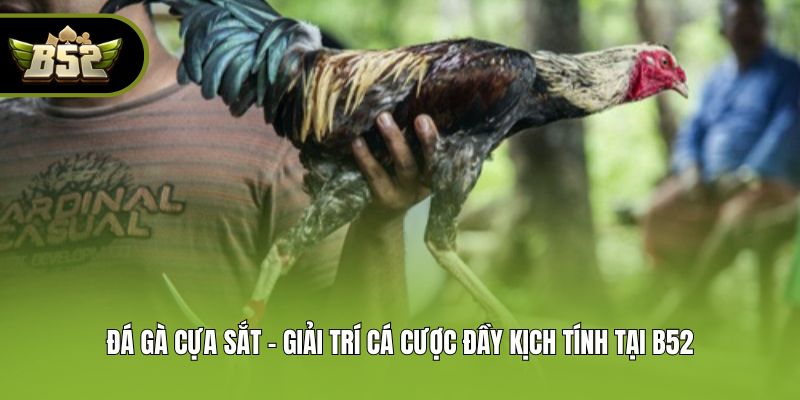 Đá Gà Cựa Sắt - Giải Trí Cá Cược Đầy Kịch Tính Tại B52
