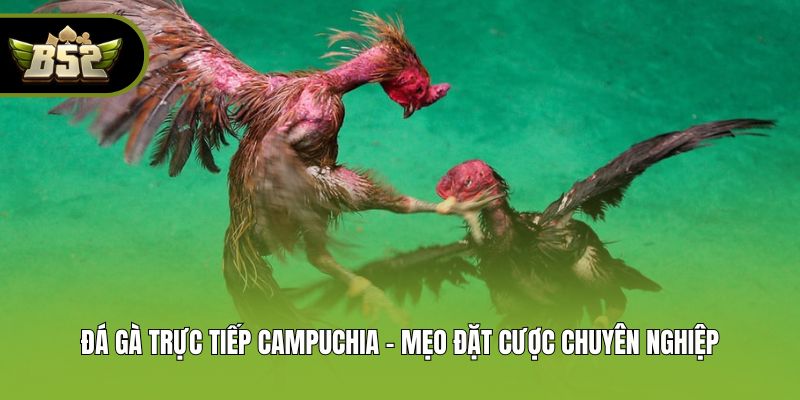 Đá Gà Trực Tiếp Campuchia - Mẹo Đặt Cược Chuyên Nghiệp