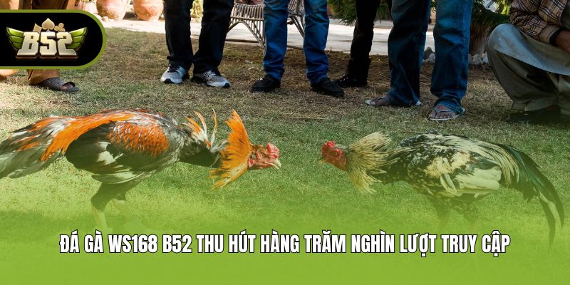 Đá gà WS168 B52 thu hút hàng trăm nghìn lượt truy cập