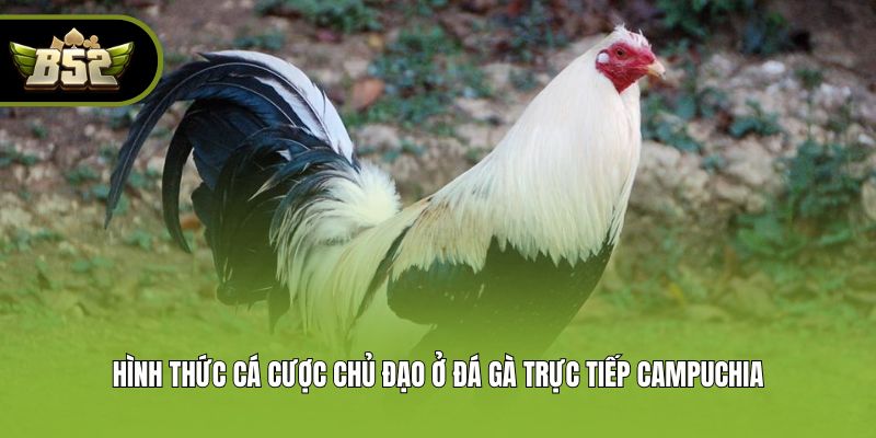 Hình thức cá cược chủ đạo ở đá gà trực tiếp Campuchia