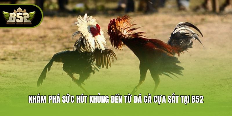 Khám phá sức hút khủng đến từ đá gà cựa sắt tại B52