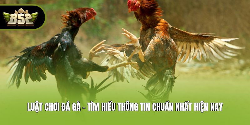 Luật Chơi Đá Gà - Tìm Hiểu Thông Tin Chuẩn Nhất Hiện Nay