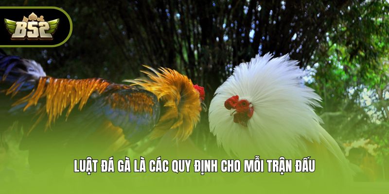 Luật đá gà là các quy định cho mỗi trận đấu