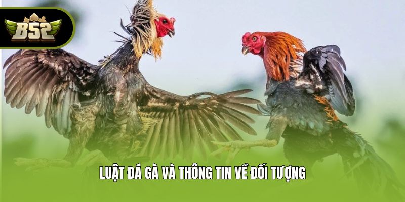 Luật đá gà và thông tin về đối tượng