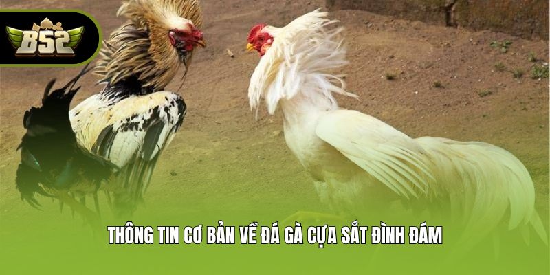Thông tin cơ bản về đá gà cựa sắt đình đám