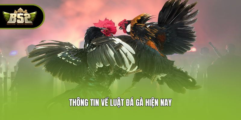 Thông tin về luật đá gà hiện nay