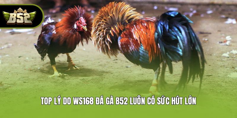 Top lý do WS168 đá gà B52 luôn có sức hút lớn