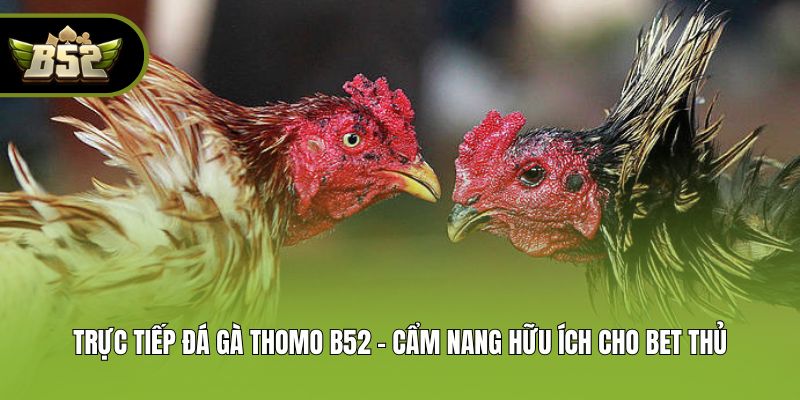 Trực Tiếp Đá Gà Thomo B52 - Cẩm Nang Hữu Ích Cho Bet thủ