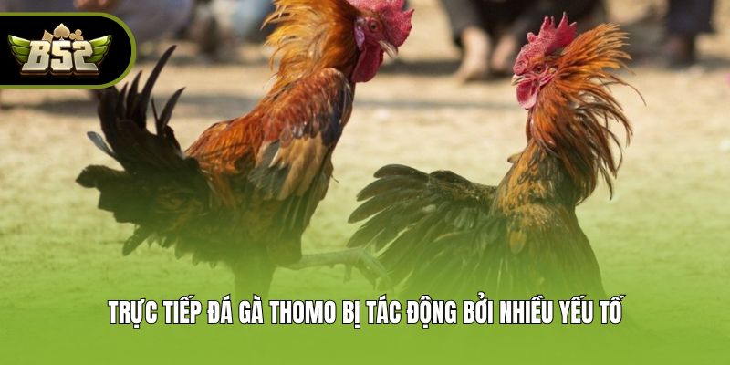 Trực tiếp đá gà Thomo bị tác động bởi nhiều yếu tố