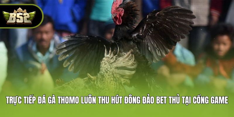 Trực tiếp đá gà Thomo luôn thu hút đông đảo bet thủ tại cổng game
