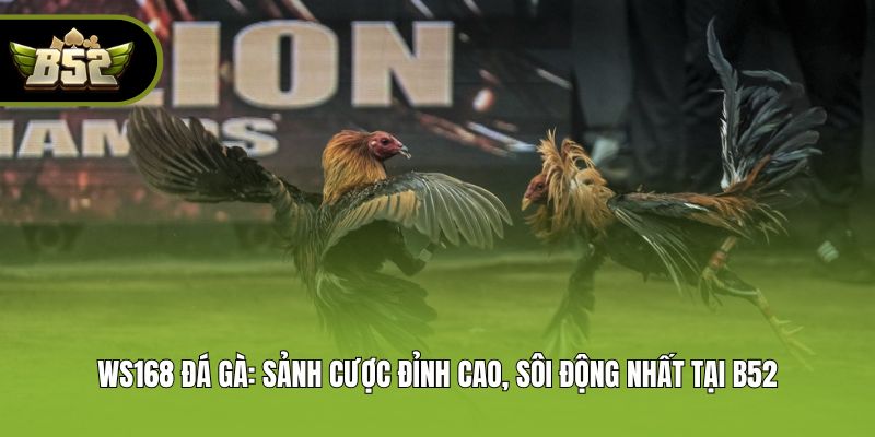 WS168 Đá Gà: Sảnh Cược Đỉnh Cao, Sôi Động Nhất Tại B52